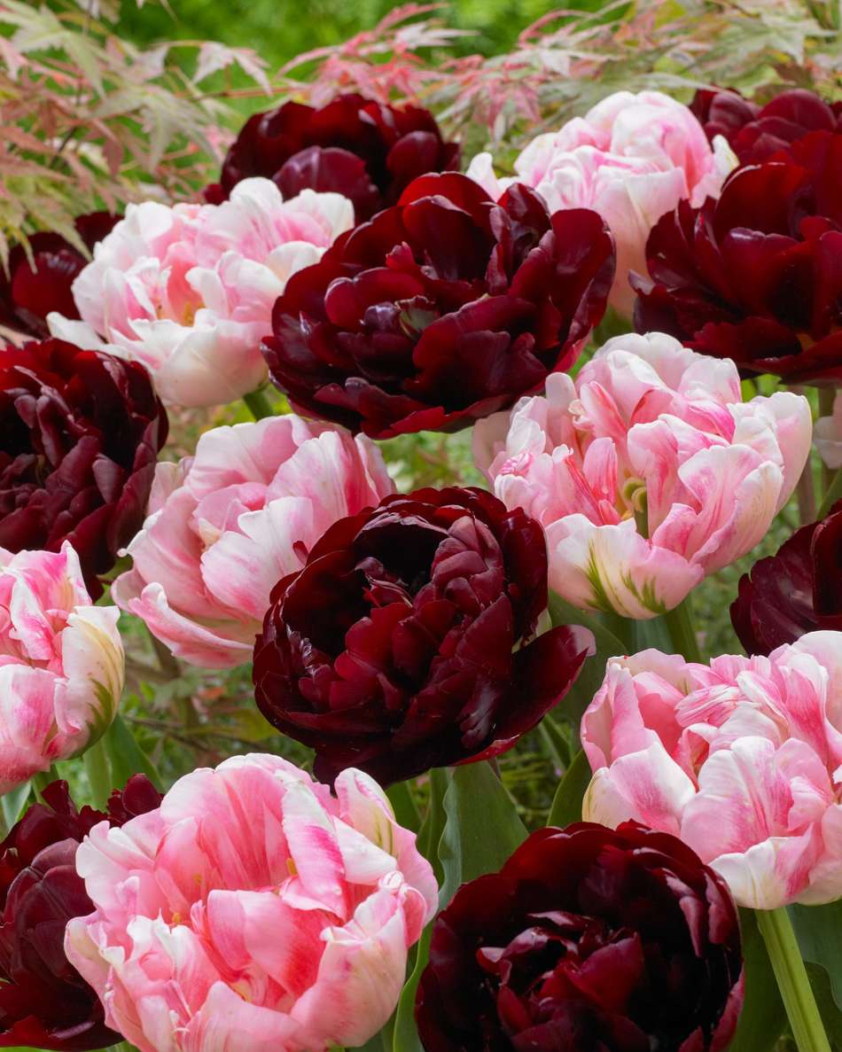 'Mia' tulpanblandning